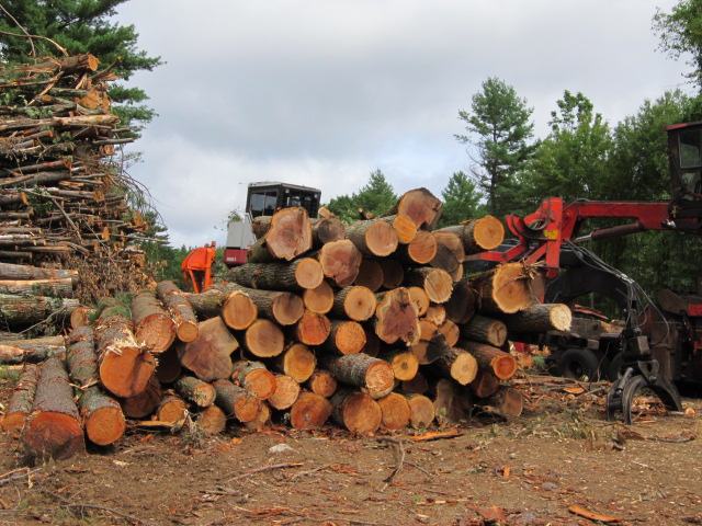 Maximizing Timber Values